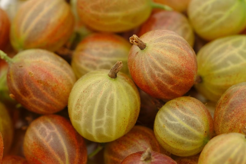 Colorful Fruits and Berries